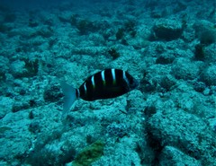 Diplodus fasciatus