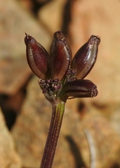 Lomatium observatorium