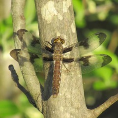 Plathemis lydia