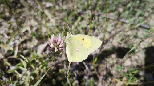 Clouded Yellow