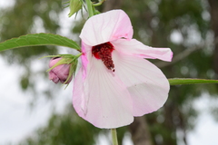 Hibiscus meraukensis