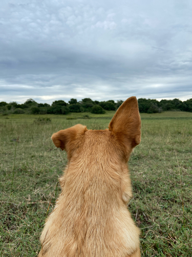 iNaturalist image