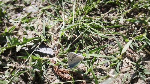 Common Blue