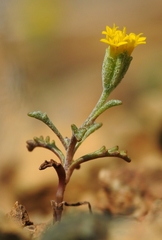 Chaenactis glabriuscula heterocarpha