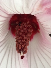 Hibiscus meraukensis