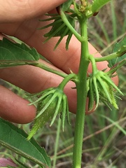 Hibiscus meraukensis