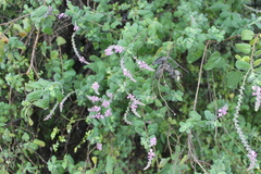 Aloysia macrostachya