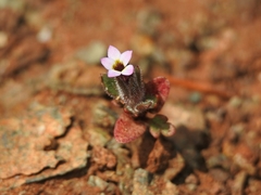 Collomia diversifolia