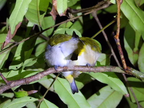 iNaturalist image