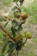 Ceanothus megacarpus megacarpus