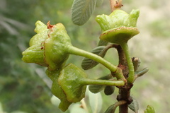 Ceanothus megacarpus megacarpus