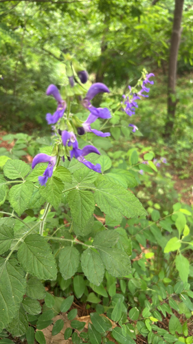 Salvia miltiorrhiza, photograph 2