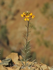 Erysimum capitatum capitatum