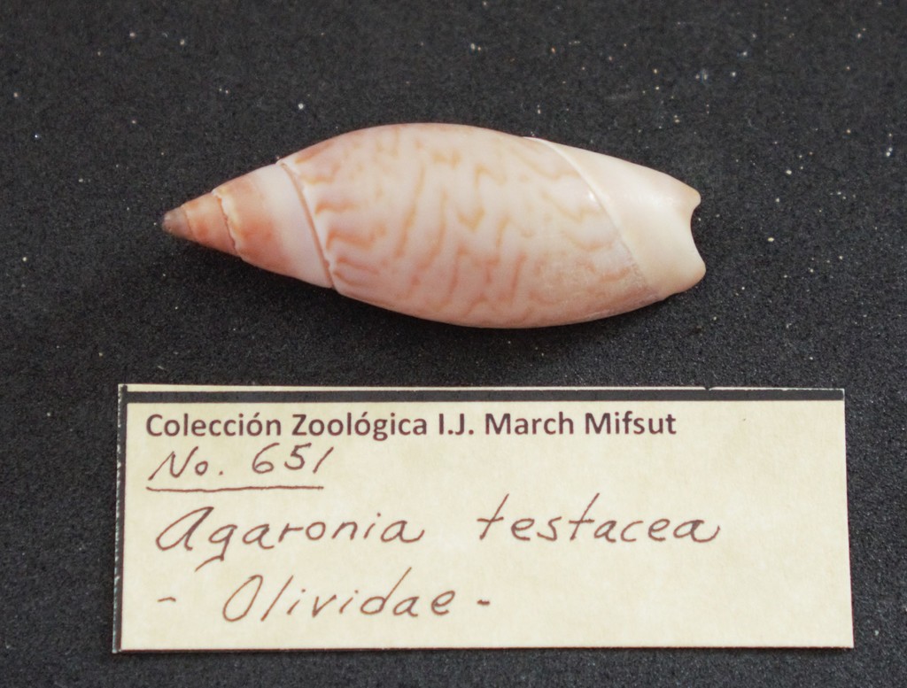 Agaronia testacea