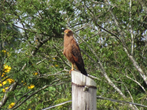 Savanna Hawk
