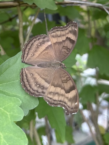 Chocolate Pansy