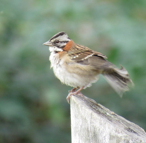 Rufous-collared Sparrow
