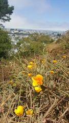 Eschscholzia californica