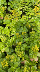 Sedum kimnachii