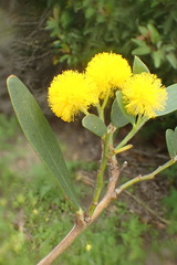 Acacia bivenosa