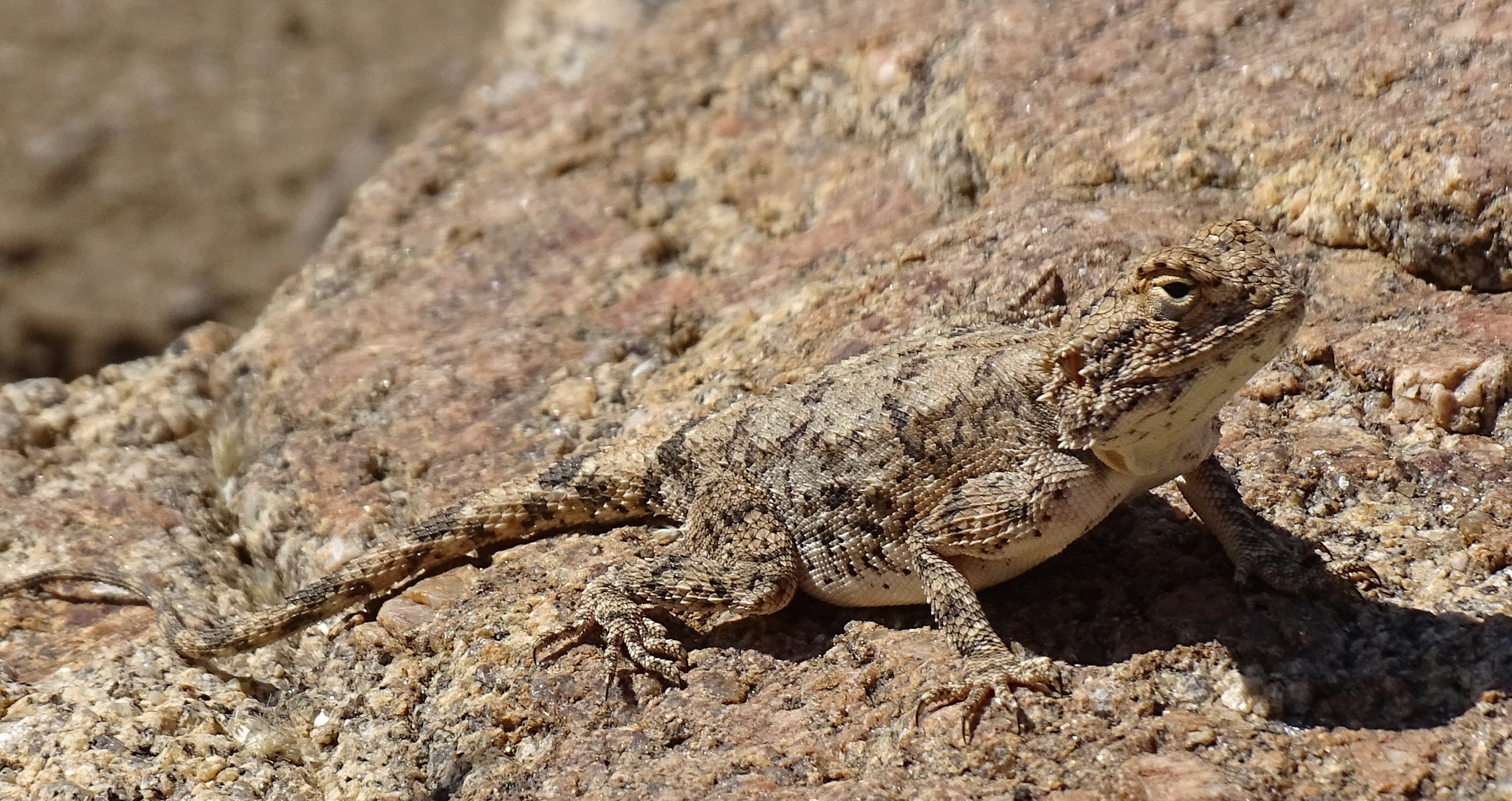 Agama anchietae Bocage, 1896
