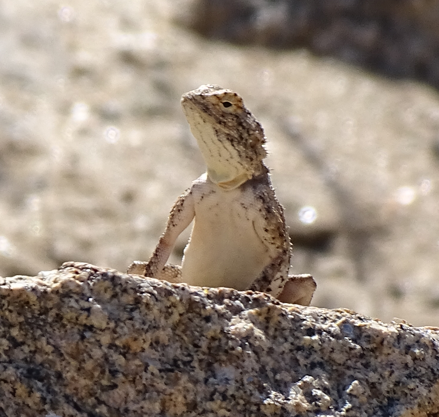 Agama anchietae Bocage, 1896