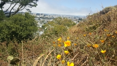Eschscholzia californica