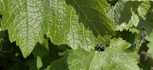 Pied shield bug
