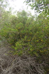 Acacia bivenosa