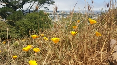 Eschscholzia californica