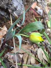 Calochortus monophyllus