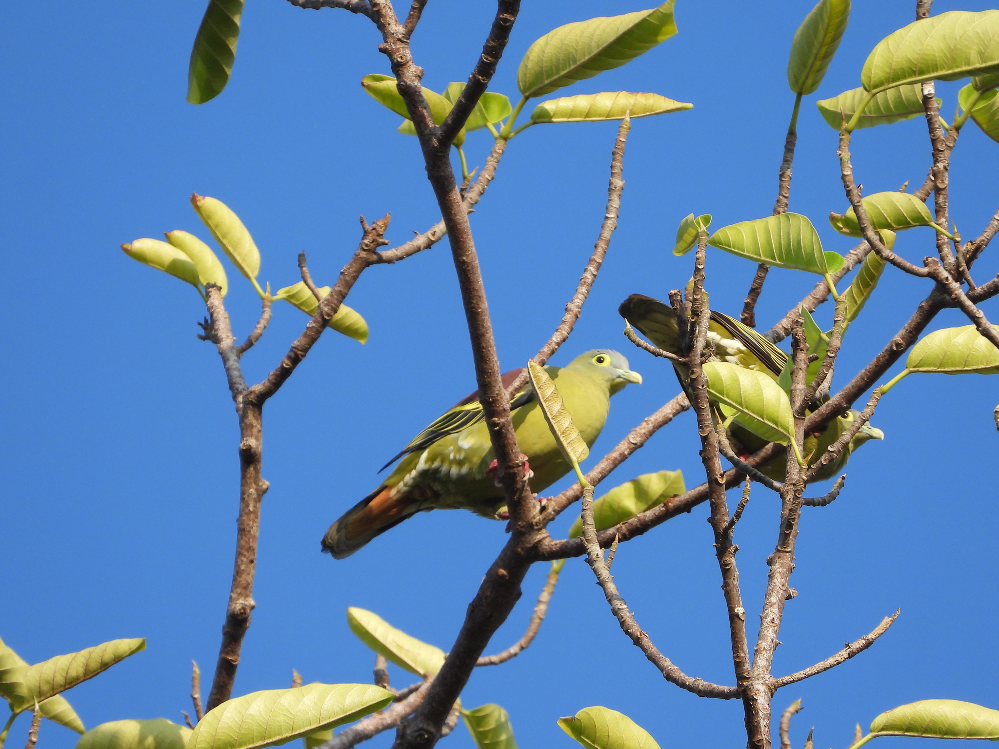 Grey-cheeked Green Pigeon (Treron griseicauda), photo 10