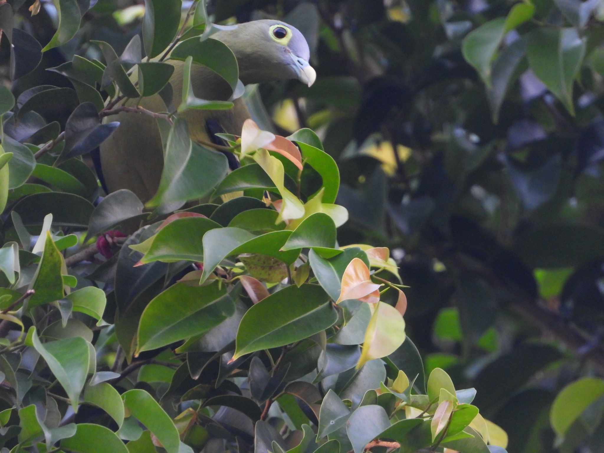 Grey-cheeked Green Pigeon (Treron griseicauda), photo 8