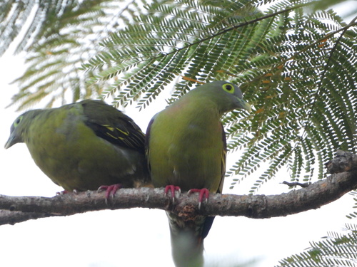 Grey-cheeked Green Pigeon (Treron griseicauda)