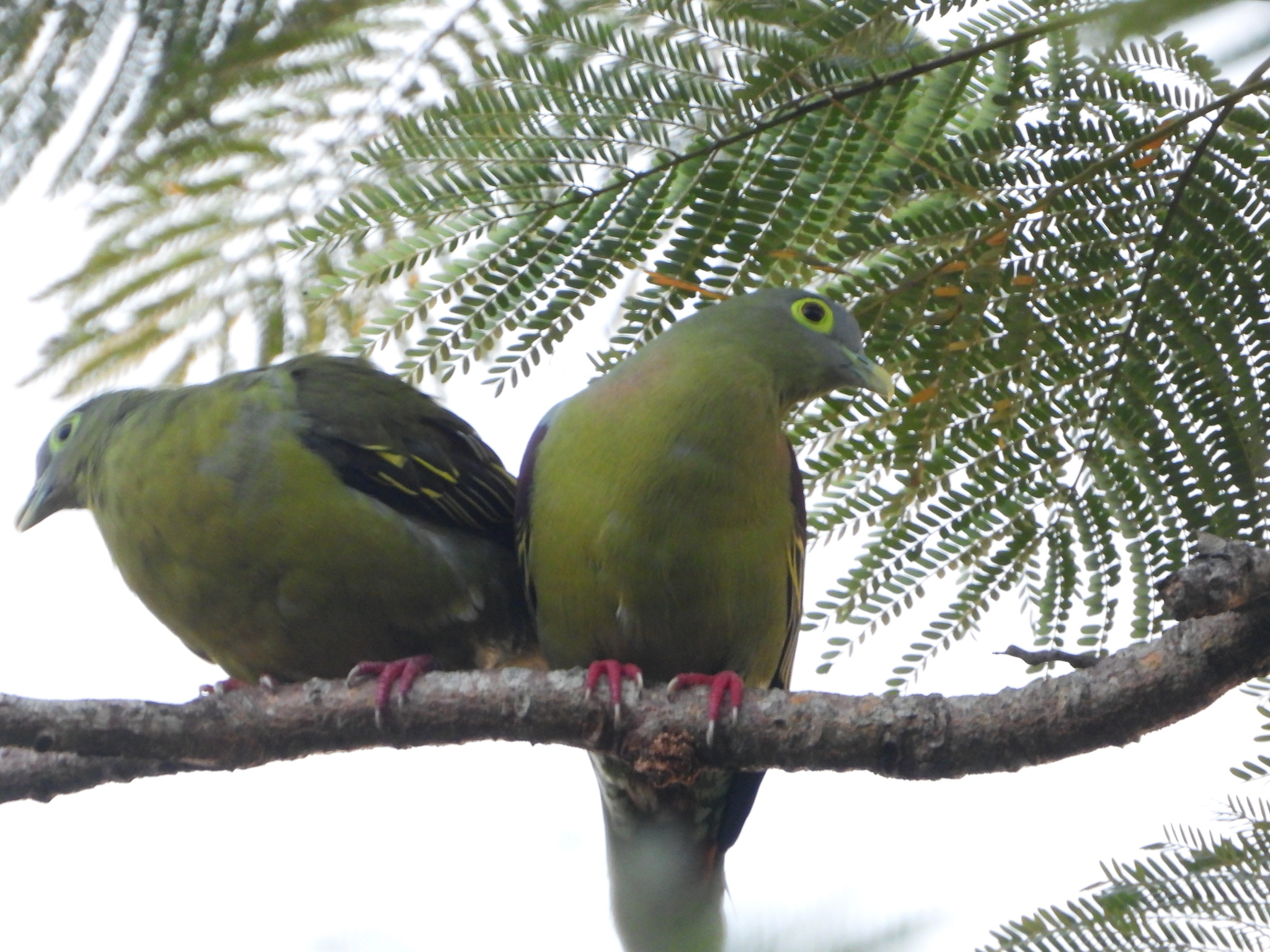 Grey-cheeked Green Pigeon (Treron griseicauda), photo 1
