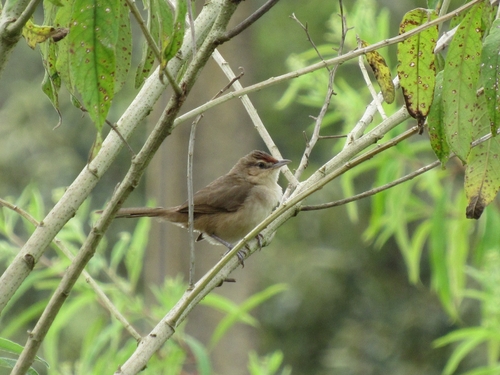 Rufous-fronted Thornbird
