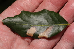 Phyllonorycter messaniella