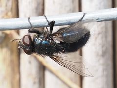 Protophormia terraenovae