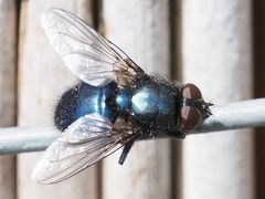 Protophormia terraenovae