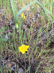 Calochortus monophyllus