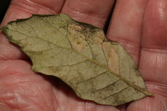 Phyllonorycter messaniella