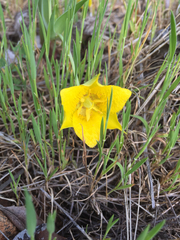 Calochortus monophyllus
