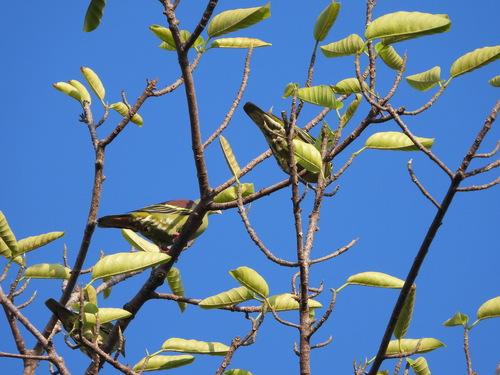 Grey-cheeked Green Pigeon (Treron griseicauda), photo 10