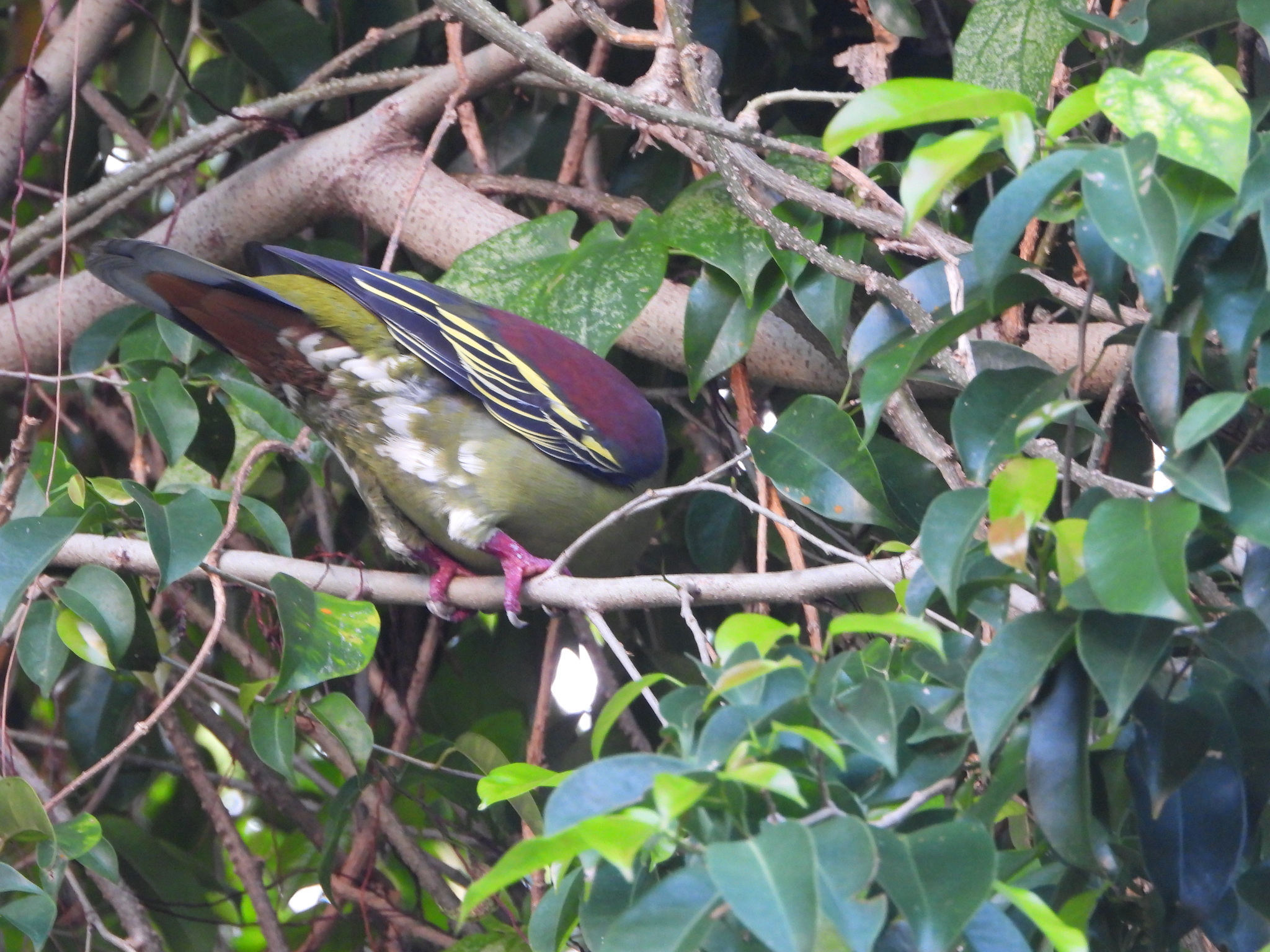 Grey-cheeked Green Pigeon (Treron griseicauda), photo 9