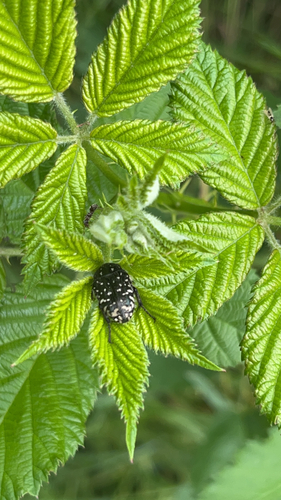 Mediterranean Spotted Chafer