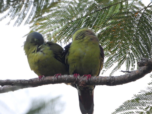 Grey-cheeked Green Pigeon (Treron griseicauda), photo 2