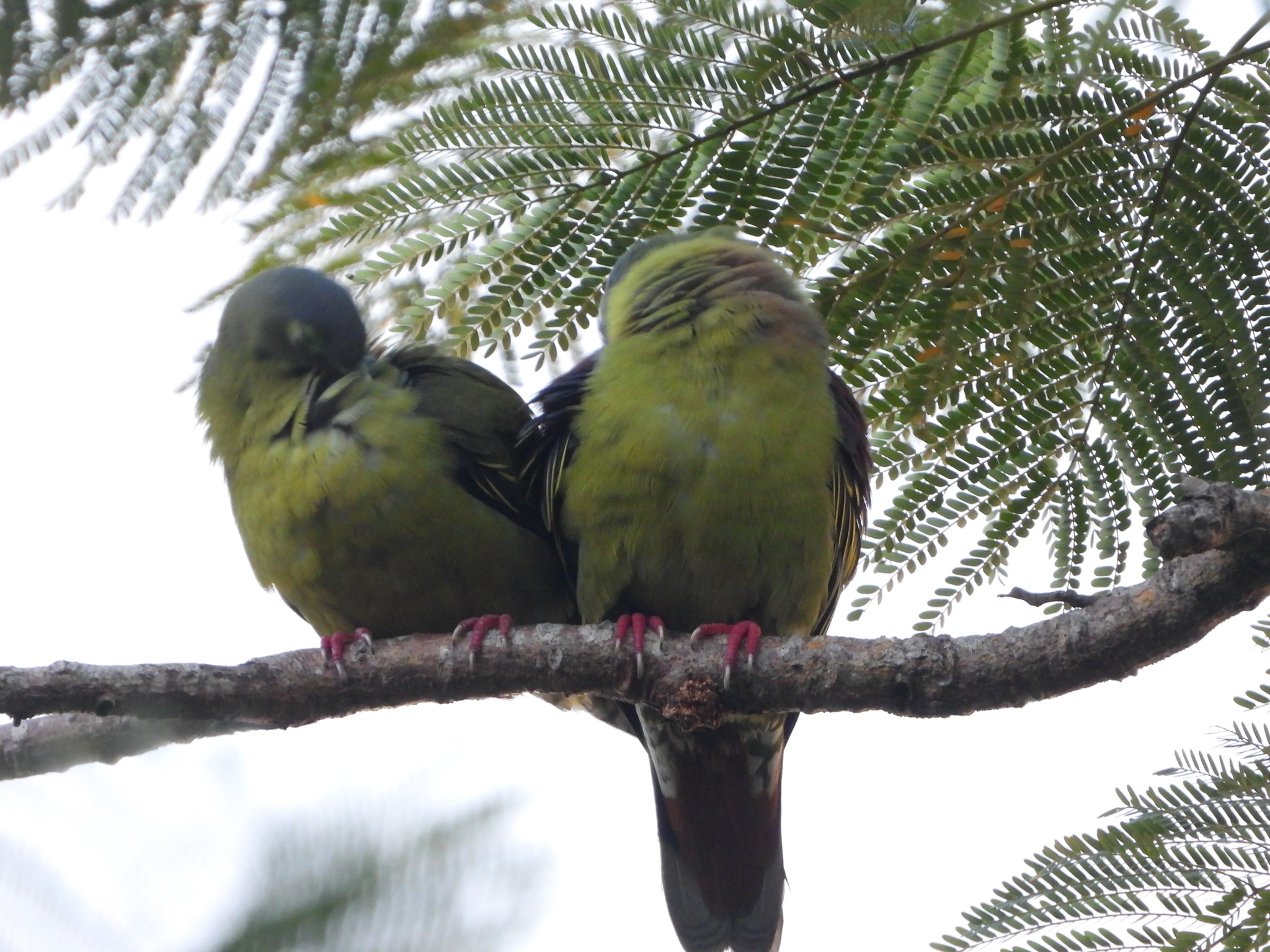 Grey-cheeked Green Pigeon (Treron griseicauda), photo 2