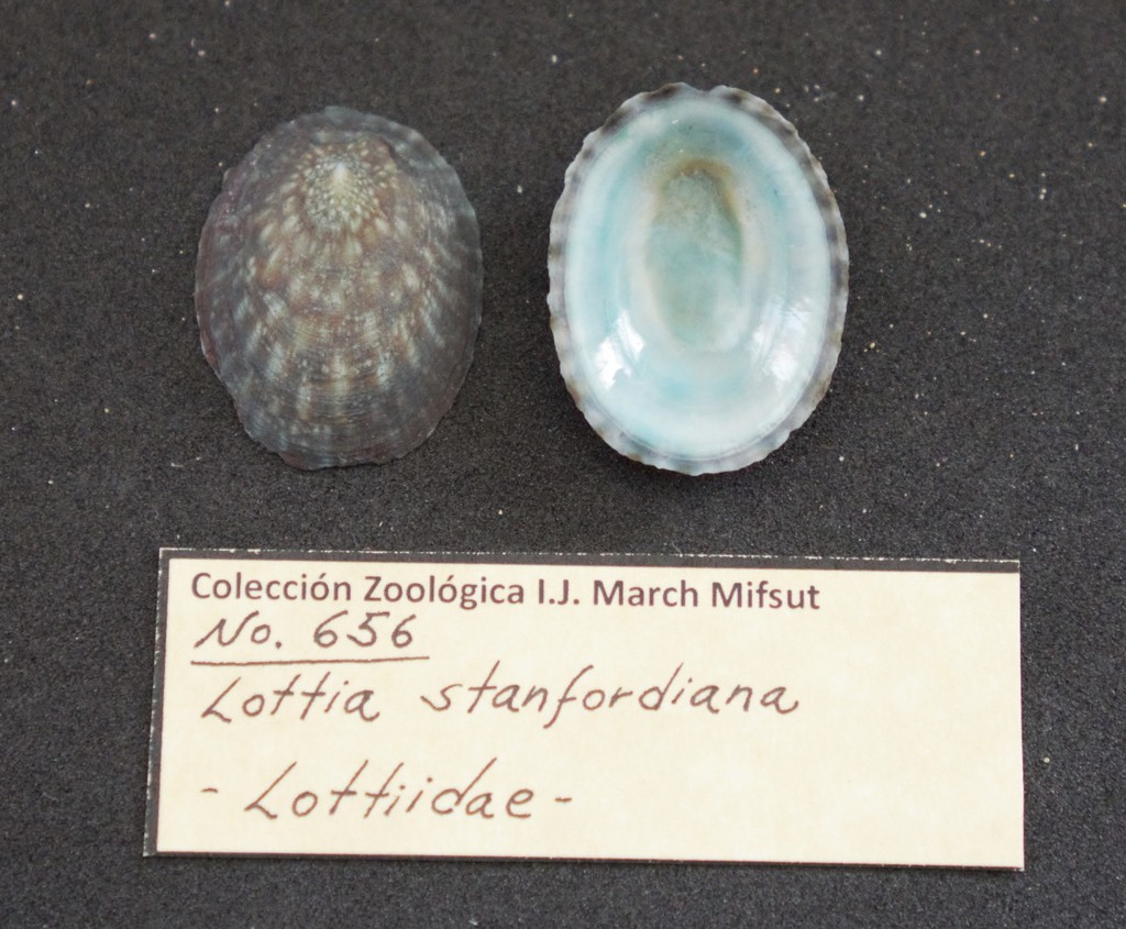 Lottia stanfordiana