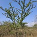 Acacia gerrardii