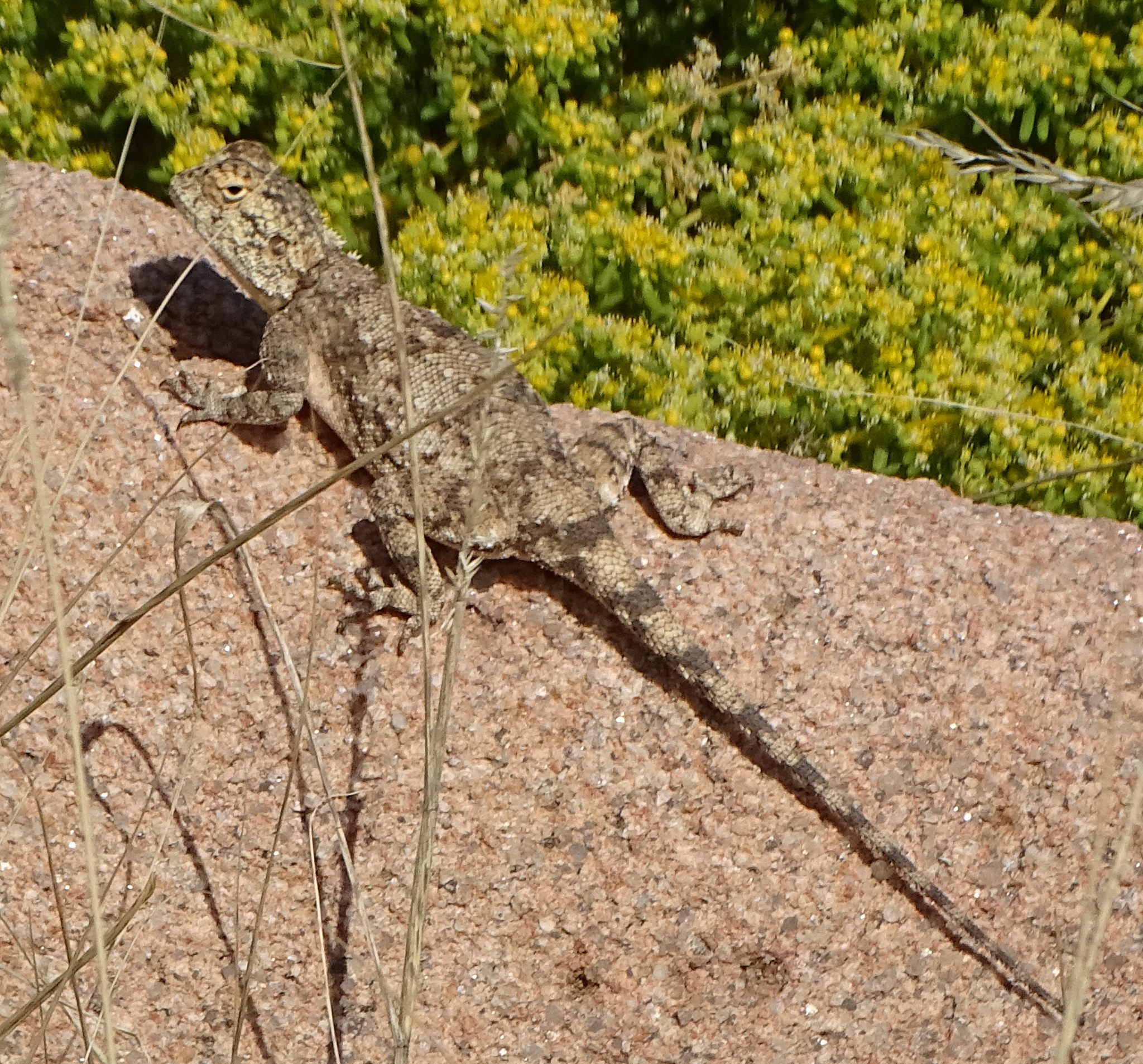 Agama anchietae Bocage, 1896